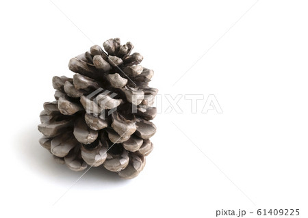 Pine lump on white background, great design for Pine lump on white background, great design for 61409225