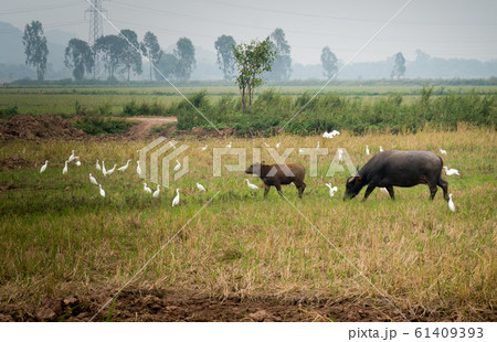 Water Buffalo and calf grazing in field with white Water Buffalo and calf grazing in field with white 61409393