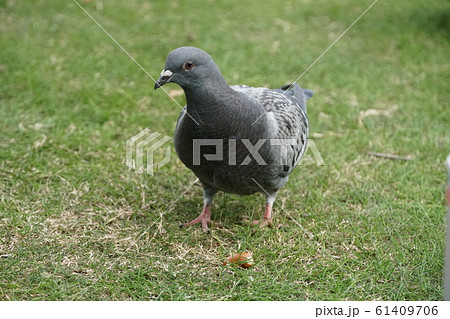 公園の鳩 61409706