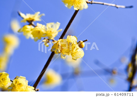 ロウバイ 61409711