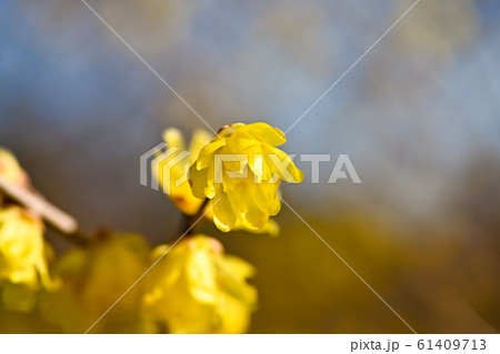 ロウバイ 61409713