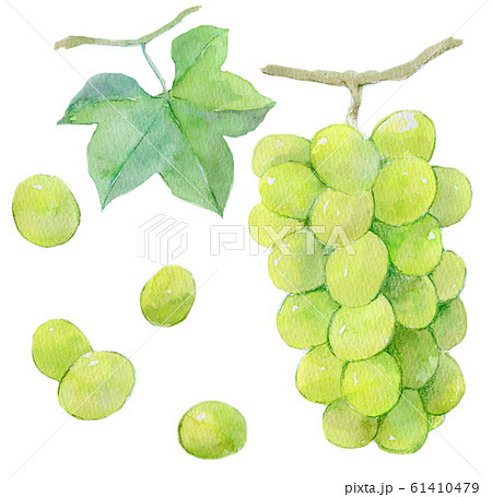 ぶどう　マスカット 61410479