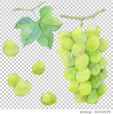 Grape Muscat Grape Muscat 61410479