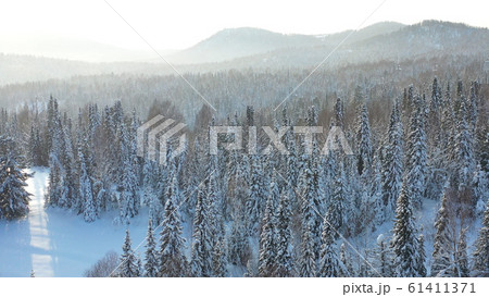 Winter forest on a Sunny day. Snow-covered firs. Light snowfall. Beautiful view from above Winter forest on a Sunny day. Snow-covered firs. Light snowfall. Beautiful view from above 61411371