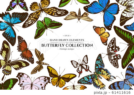 Colored elements design with papilio ulysses, morpho menelaus, graphium androcles, morpho rhetenor cacica, papilio demoleus, cethosia biblis, papilio antimachus, alcides agathyrsus, ornithoptera 61411616