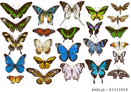 Vector set of hand drawn colored papilio ulysses, morpho menelaus, graphium androcles, morpho rhetenor cacica, papilio demoleus, cethosia biblis, papilio antimachus, alcides agathyrsus, ornithoptera 61411629