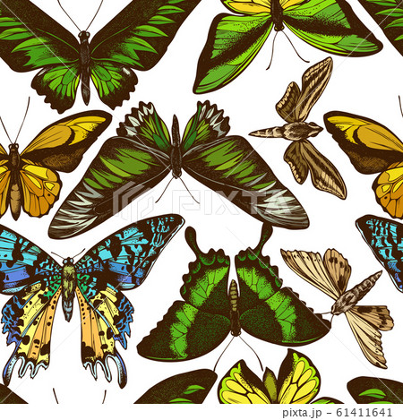 Seamless pattern with hand drawn colored ornithoptera croesus lydius, ambulyx pryeri, theretra oldenlandiae, urania rhipheus, papilio palinurus, trogonoptera brookiana, ornithoptera goliath 61411641