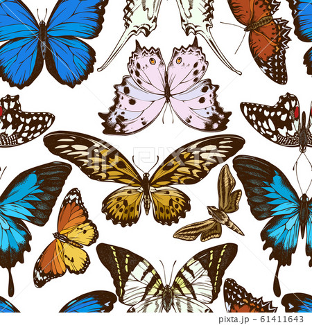 Seamless pattern with hand drawn colored papilio ulysses, morpho menelaus, graphium androcles, papilio demoleus, cethosia biblis, papilio antimachus, theretra oldenlandiae, salamis parhassus, danaus 61411643