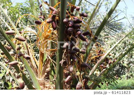 デーツ デーツ 61411823