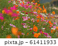 夕方のコスモス 61411933