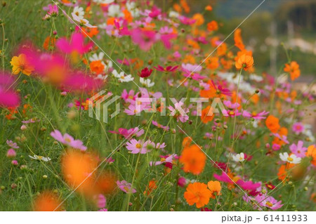 夕方のコスモス 夕方のコスモス 61411933