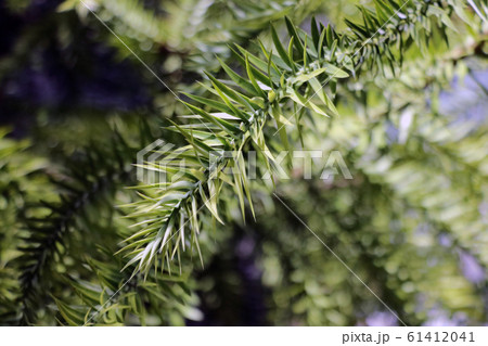 Monkey puzzle tree branch - Araucaria araucana. 61412041