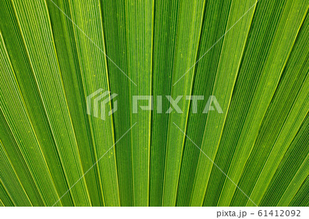 Close-up of decorative palm leaves, green 61412092