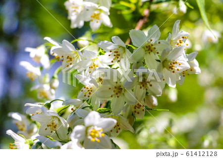 Soft light falls on a flowering branch of apple or 61412128
