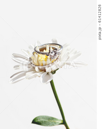 Pair of wedding and engagement rings with diamond on chamomile. Symbol of love and marriage on white flower. 61412826