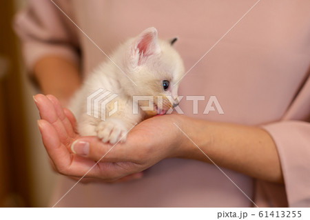 仔猫　生後4週間　保護猫　手乗り 61413255