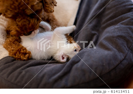 仔猫と犬 仔猫と犬 61413451