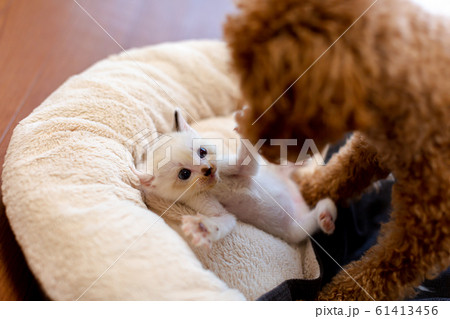 仔猫と犬 仔猫と犬 61413456