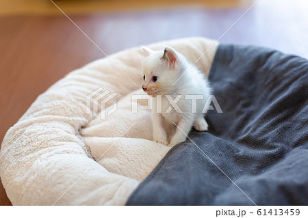 仔猫 生後4週間 保護猫 仔猫 生後4週間 保護猫 61413459