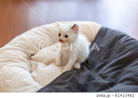 仔猫 生後4週間 保護猫 仔猫 生後4週間 保護猫 61413462