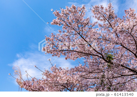 青空と山桜 宇陀市 青空と山桜 宇陀市 61413540