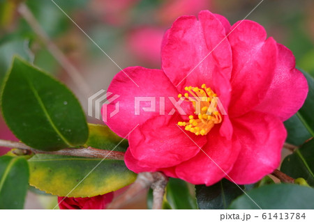 冬に咲く花サザンカ 冬に咲く花サザンカ 61413784