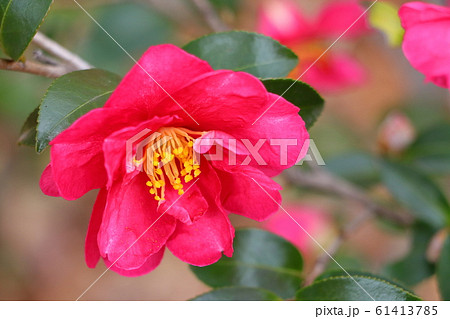 冬に咲く花サザンカ 61413785