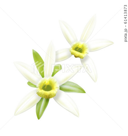 バニラ花のイラスト素材 61413873 Pixta