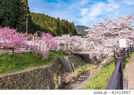春の桜 奈良大宇陀 61413907