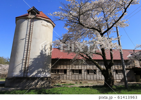 岩手　雫石　小岩井農場　上丸牛舎群と満開の桜　 61413963