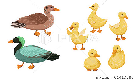 Duck family. Set small ducklings with parents,... - Stock Illustration  [61413986] - PIXTA
