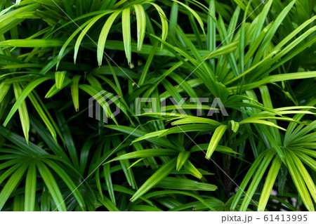 Green palm tree leaves background. 61413995