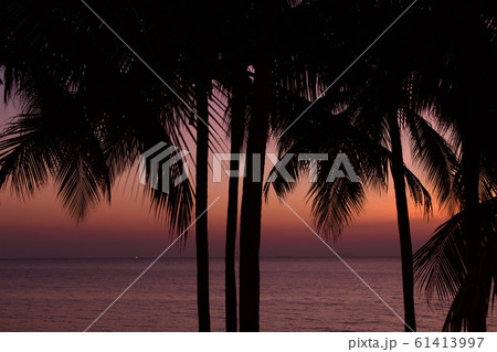 Palm trees silhouette on sunset background at the sea. Tropical evening. 61413997