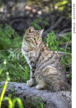 beauty wild cat beauty wild cat 61414590