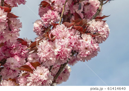 Cherry blossom tree. Cherry blossom tree. 61414640