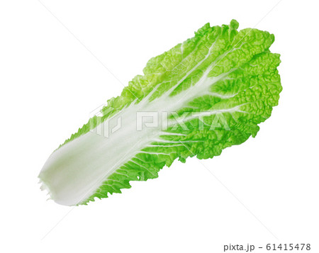Fresh napa cabbage isolated on white background 61415478