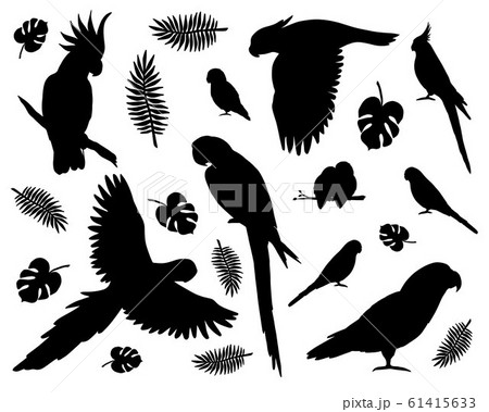 Vector Set Of Black Different Parrots Silhouetteのイラスト素材