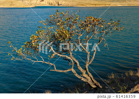 lonely tree on the bank of the Naryn river 61416359
