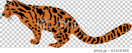 台灣雲豹 台灣雲豹 61416368