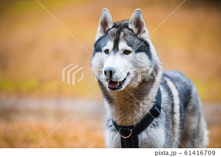 Husky dog close up muzzle portrait with smile Husky dog close up muzzle portrait with smile 61416709