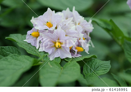 ジャガイモの花の写真素材