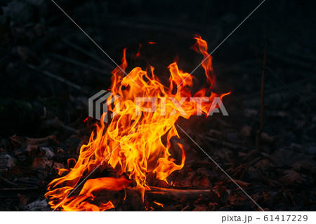 Burning wood at evening in the forest. Campfire at touristic camp at nature. Barbeque and cooking outdoor fresh air. Flame and fire sparks on dark abstract background. Concept of safety and 61417229