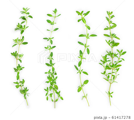 Fresh thyme spice isolated on white background, Top view. Flat lay. 61417278