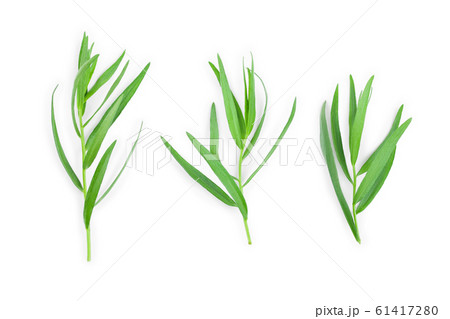 tarragon or estragon isolated on a white background. Artemisia dracunculus tarragon or estragon isolated on a white background. Artemisia dracunculus 61417280