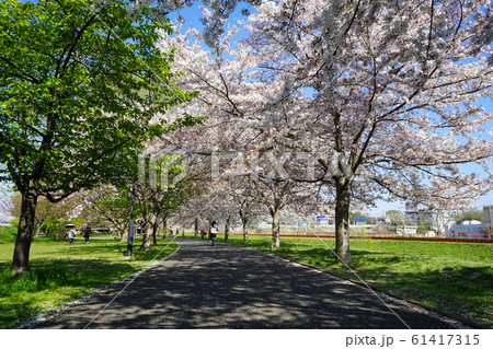 桜満開の大堀川＜千葉県柏市2019年4月＞ 61417315