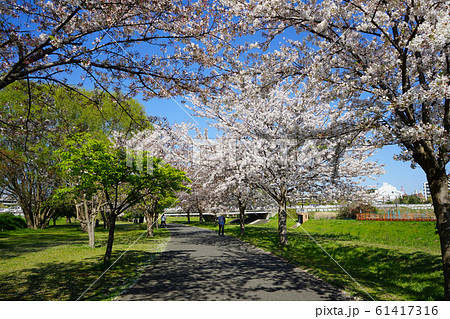 桜満開の大堀川＜千葉県柏市2019年4月＞ 61417316