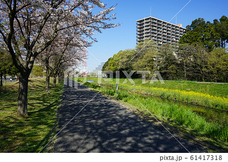 桜満開の大堀川＜千葉県柏市2019年4月＞ 61417318