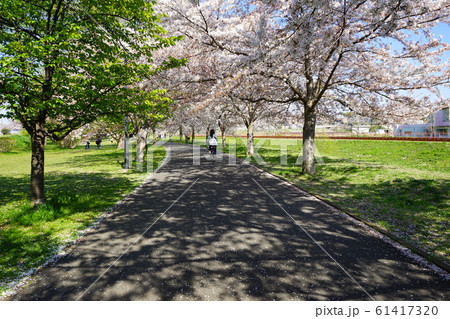 桜満開の大堀川＜千葉県柏市2019年4月＞ 61417320