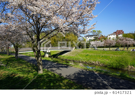 桜満開の大堀川＜千葉県柏市2019年4月＞ 61417321