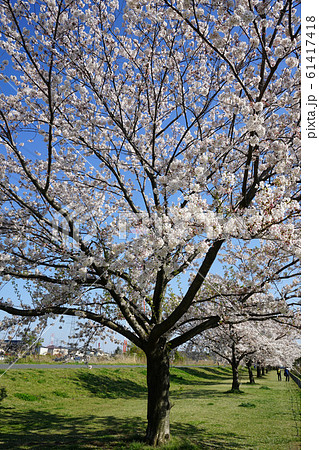 大堀川の桜＜千葉県柏市2019年4月＞ 61417418